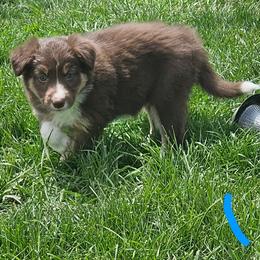 Girl 1 - Tri-color female Border Collie puppy in Wakeman, Ohio from Sandstone Ridge Kennels