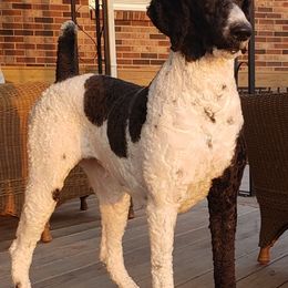 Poodles and Sheepadoodles from PC Pampered Parti's