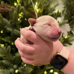 Girl 6 - female Golden Retriever puppy in Colville, Washington from Columbia Ridge Goldens