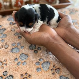 Yorkie - Parti female Yorkshire Terrier puppy in Midland, Georgia from Shanequa's Yorkshire Terriers