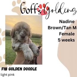 Nadine - Merle female Goldendoodle puppy in Falls City, Nebraska from Goff’s Goldens
