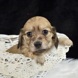 Girl 2 - Cream female Dachshund puppy in Seminary, Mississippi from Down South Mavericks Dachshunds