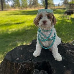 Taffy - Parti female Goldendoodle puppy in Etna, California from SRS Goldendoodles
