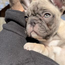 French Bulldog Puppies from Piper’s Pups