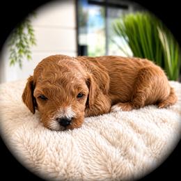 Asher - Red male Cavapoo puppy in Ephrata, Washington from Mustard Seed Doodle Co.