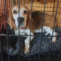 Molly - Red black and white female Beagle puppy in Brockway, Pennsylvania from Sugar Hill Hounds