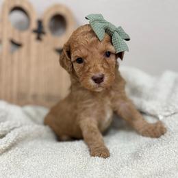 Aura-Green Collar - Red female Bernedoodle puppy in Oak Hills, California from High Desert Doodles