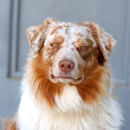 Drey - Australian Shepherd