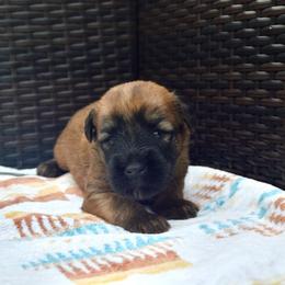Hickory - Wheaten male Soft Coated Wheaten Terrier puppy in Kirksville, Missouri from Ironwood Ridge Kennels