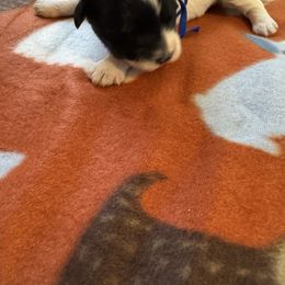 Boy 1 - Parti male Schnoodle puppy in Columbia, South Carolina from DM Schnoodles and schnauzers