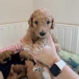 Aussiedoodle and Goldendoodle Puppies from Cozy Creek Doodles