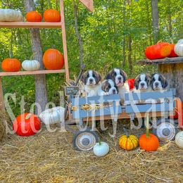 Great Dane and Saint Bernard Puppies from Steel City Saints and Danes