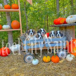 Great Dane and Saint Bernard Puppies from Steel City Saints and Danes