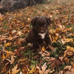 Dragon - Red tri-color male Australian Shepherd puppy in Unionville, Iowa from Soap Creek Kennels