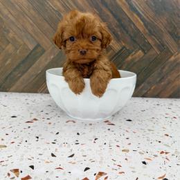 Stacy - Red female Cockapoo puppy in Beresford, South Dakota from DAKOTA DOOD RANCH