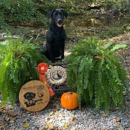 Shade - Labrador Retriever