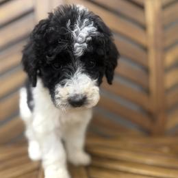 Red Girl - Parti female Poodle puppy in Travelers Rest, South Carolina from Hampshire Hill’s Standard Poodles