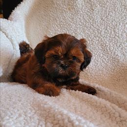 Red - Red male Shih Tzu puppy in Cartersville, Georgia from 100 Acre Woods Shih Tzu Plantation