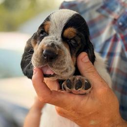 MC 43 - Black white and brown male Basset Hound puppy in Conway, Missouri from Ozark Mountain Kennel