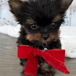 Hanna-lulu 1Lbs - Black and tan female Yorkshire Terrier puppy in Cape Coral, Florida from Ruby the poodle