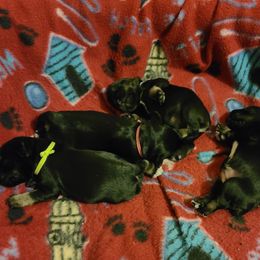 Miniature Schnauzer Puppies from Starbound Miniture Schnauzer's