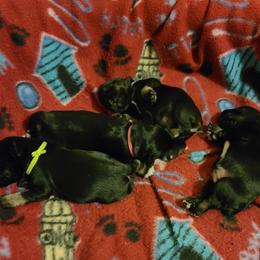 Miniature Schnauzer Puppies from Starbound Miniture Schnauzer's