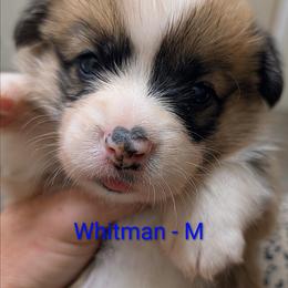Whitman - Red male Pembroke Welsh Corgi puppy in Berkeley Springs, West Virginia from Hummingbird Farm