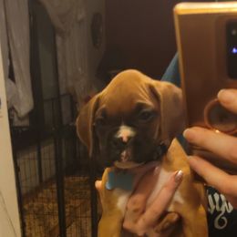 Boy 1 - Boxer puppy in Spring Hill, Florida from Prestige Boxers R US