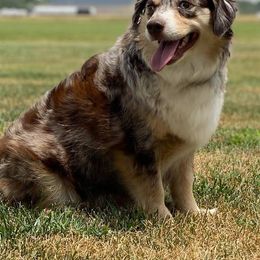 Miniature Australian Shepherd and Toy Australian Shepherd All Grown Up from C&K Rocky Hill Aussies