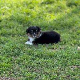 Shirley - Black and white female American Corgi puppy in Gainesville, Texas from AB Corgis