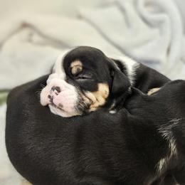 Girl 2 - female Bulldog puppy in Lake Stevens, Washington from Washington Bulldogs