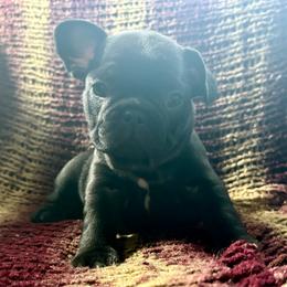 Berlin - Black female French Bulldog puppy in Greeley, Colorado from Mandy Moon French Bulldogs