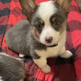 American Corgi and Pembroke Welsh Corgi Puppies from Caddeaux Corgis