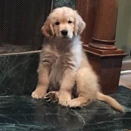 Golden Retriever Puppies from Tahnee Golden Retrievers