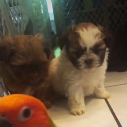 Shih Tzu Puppies from Adrianas Beautiful Shitzu’s