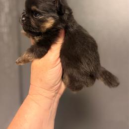 Rhett - Black and tan male Pomeranian puppy in Newport Beach, California from Exotic City Pomeranians and chihuahuas