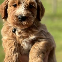 Sawyer - Apricot male Goldendoodle puppy in Arcadia, Florida from KnuDawn Goldendoodles
