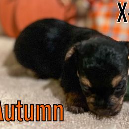 Autumn - Black and tan Yorkipoo puppy in Canton, Texas from X-F Kennels