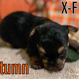 Autumn - Black and tan Yorkipoo puppy in Canton, Texas from X-F Kennels
