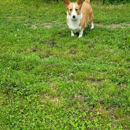 Pembroke Welsh Corgi All Grown Up from Donna Prevost