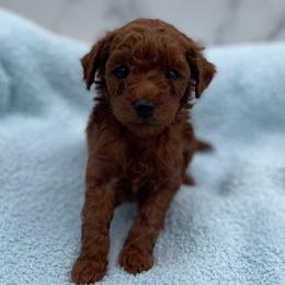 Acorn - Red  male Goldendoodle puppy in Kansas City, Kansas from Bella & Ivy’s Mini Goldendoodles of KC