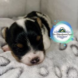 Biewer Terrier, Morkie, and Yorkshire Terrier Puppies from Blue Ridge Mountain PuppiesTM️