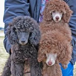 Poodle and Scottish Terrier Puppies from Conundrums Kennels