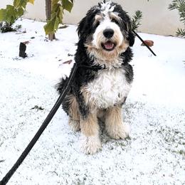 Bernedoodle, Bernese Mountain Dog, and Poodle Puppies from Bubbling Springs Doodles, LLC