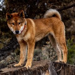Kishu Kens and Shikokus from Akiyama no Roushya
