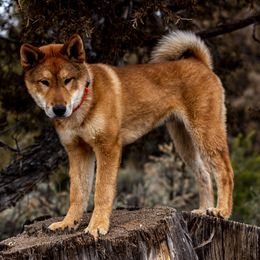 Kishu Kens and Shikokus from Akiyama no Roushya