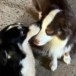 Australian Shepherds from Bart Nelson's Australian Shepherds