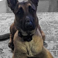 Belgian Malinois from Alalusi's Belgian Malinois