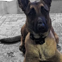 Belgian Malinois from Alalusi's Belgian Malinois