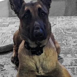 Belgian Malinois from Alalusi's Belgian Malinois